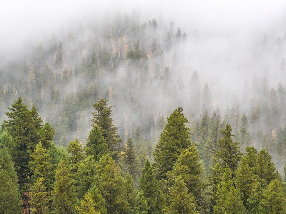 Wyoming-Hoback-clouds intermingling with evergreens on rainy morning
